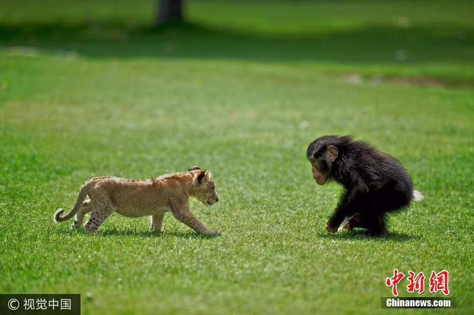 Có đôi lúc, trông như Brave đang nói chuyện thì thầm với Can. Đặc biệt, mặc dù khác loài nhưng Brave và Can rất ăn ý. (Nguồn Chinanews)