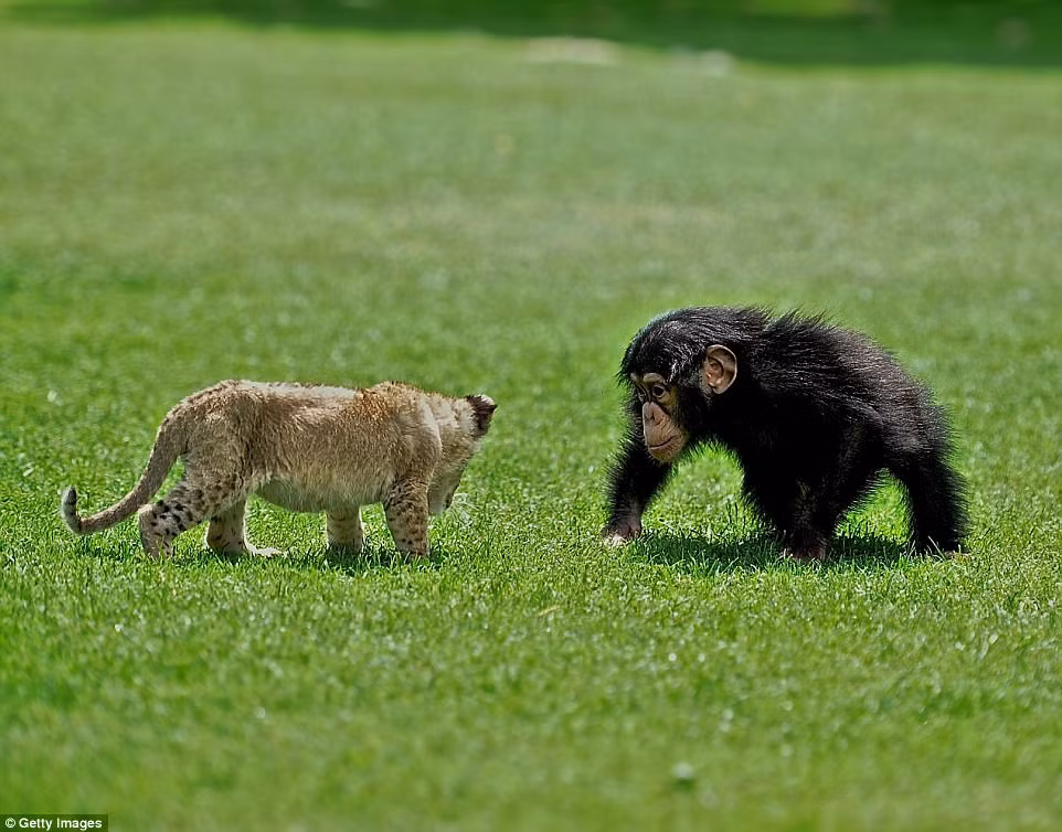 Đôi bạn cũng không ngại thể hiện tình cảm ấu yếm dành cho nhau. Brave thường hay dụi đầu vào Can và ngược lại, Can hay vuốt ve, ôm ấp người bạn sư tử của mình. (Nguồn Chinanews)