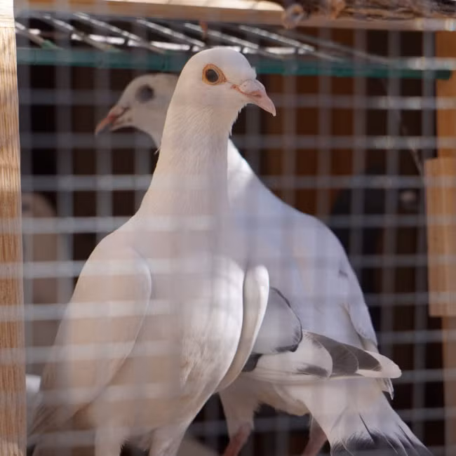 Trong một nghiên cứu năm 2016 , các nhà khoa học châu Âu phát hiện ra rằng, với chim bồ câu homing, khi con đầu đàn không thể xác định được phương hướng, nó sẽ chấp nhận quay về vị trí thường dân và để cho thành viên khác biết đường tiếp nhận vị trí lãnh đạo. Nếu không, những thành viên trong đàn sẽ không bay theo sự lãnh đạo của chim đầu đàn khi chúng nhận ra rằng chúng đang sai đường. (Nguồn Viralnova)