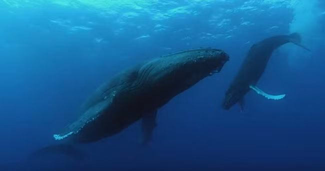 Để tránh gặp phải những kẻ săn mồi tiềm năng, cá vui lưng gù mới sinh và cá voi lưng gù mẹ giao tiếp ở một tần số khác hẳn so với đồng loại. Đối với chúng, đó là những tiếng "thì thầm". (Nguồn Viralnova)