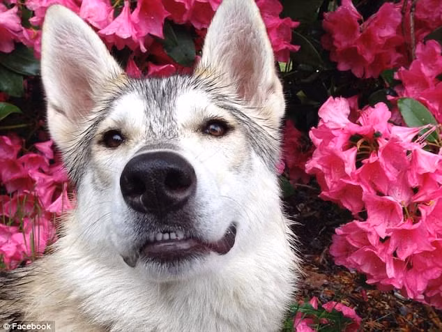 Cho chet oan khi di dao voi chu vi dieu khong ngo nay-Hinh-4