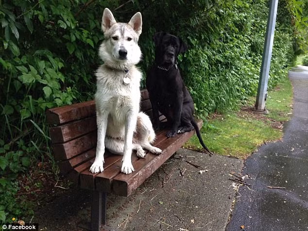 Cho chet oan khi di dao voi chu vi dieu khong ngo nay-Hinh-2