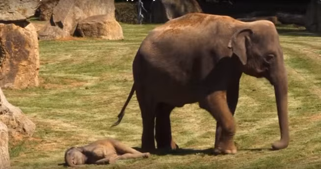 Nam bat dong, co giat... hoa ra voi con nghich ngom lam tro