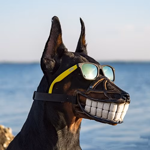 Từ ngày 15/9, Nghị định 90/2017 của Chính phủ quy định xử phạt hành chính trong lĩnh vực thú y sẽ có hiệu lực. Theo đó, đối với chó nuôi, nếu không đeo rọ mõm chó, khi đưa chúng đến nơi công cộng, không tiêm phòng cho động vật... thì chủ nuôi sẽ bị phạt. Tùy theo vi phạm, mức tiền phạt từ 600.000 đến 800.000 đồng. (Ảnh: Carcanyon)