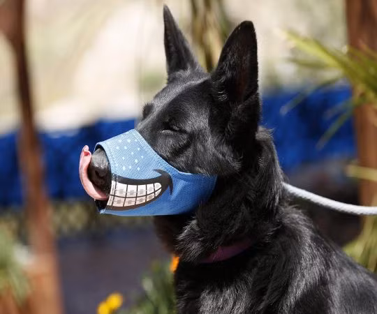 Với trường hợp chó phá hoại tài sản, gây thương tích hay làm chết người, chủ nuôi sẽ bị phạt 100.000 USD (2,2 tỉ đồng). (Ảnh: Pinterest)