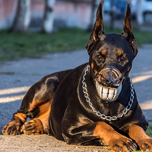 Tại Anh, khi chó ra đường buộc phải có chủ hoặc người giám hộ đi kèm. Đặc biệt, chúng phải được xích cẩn thận và có rọ mõm. Nếu dắt chó dữ không rọ mõm, hình phạt có thể lên tới 2.500 bảng (khoảng 70 triệu đồng). Thậm chí, chủ nhân của con chó vi phạm các quy định về an toàn thú y có thể bị phạt tiền không giới hạn và ngồi tù nửa năm (hoặc nghiêm trọng hơn là cả hai hình phạt này) nếu chó dữ bị mất kiểm soát ở nơi công cộng. Ngoài ra, chủ nuôi sẽ bị cấm nuôi chó, hoặc chó dữ gây hại sẽ bị tiêu diệt. (Ảnh: Ebay)