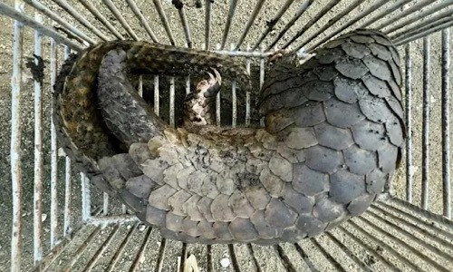 Bắt giữ đối tượng vận chuyển 2 cá thể tê tê quý hiếm Bat giu doi tuong van chuyen 2 ca the te te quy hiem