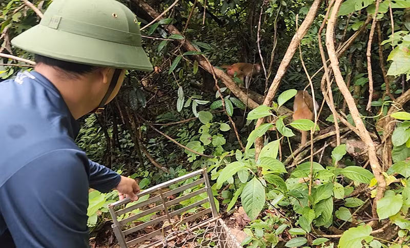 Quang Binh tha nhieu dong vat hoang da ve moi truong tu nhien