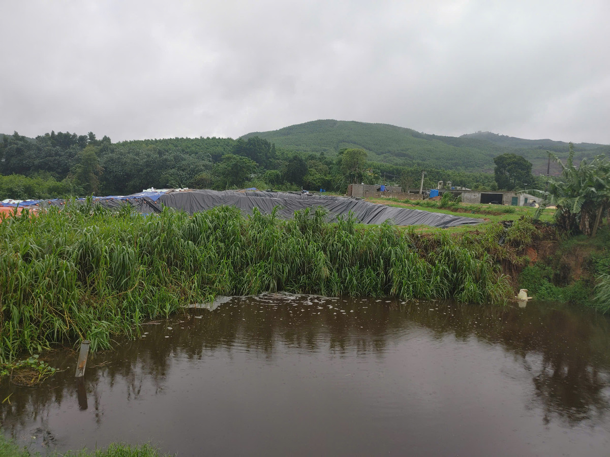 Vi phạm về môi trường, một trại lợn bị xử phạt 237 triệu đồng Vi pham ve moi truong, mot trai lon bi xu phat 237 trieu dong