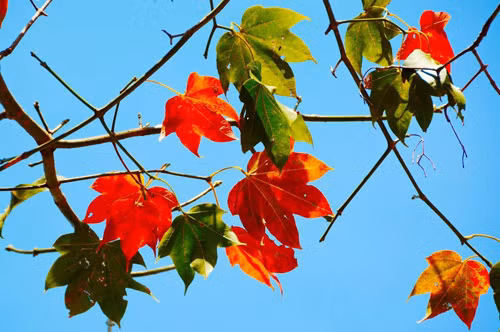 Ky thu kham pha rung phong do o “thanh pho suong mu”-Hinh-4