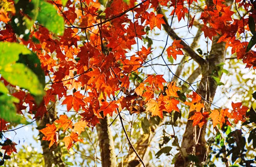 Ky thu kham pha rung phong do o “thanh pho suong mu”-Hinh-5