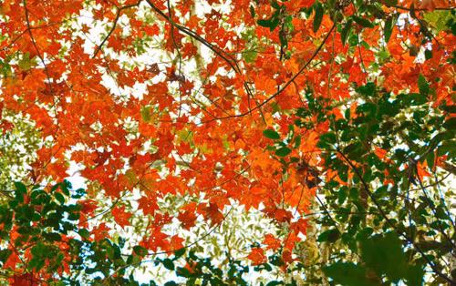 Ky thu kham pha rung phong do o “thanh pho suong mu”-Hinh-3