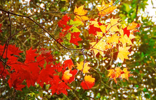 Ky thu kham pha rung phong do o “thanh pho suong mu”-Hinh-7