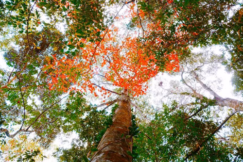 Ky thu kham pha rung phong do o “thanh pho suong mu”-Hinh-2