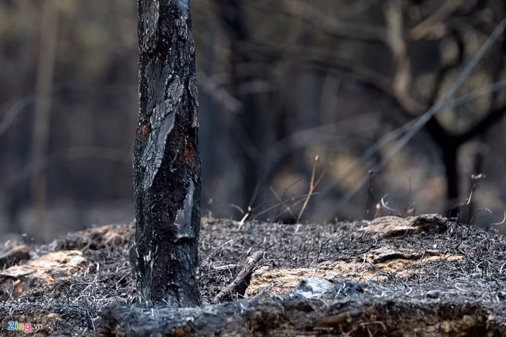 Nhiều cây kịp được dập tắt nhưng đã cháy đen vỏ bên ngoài.