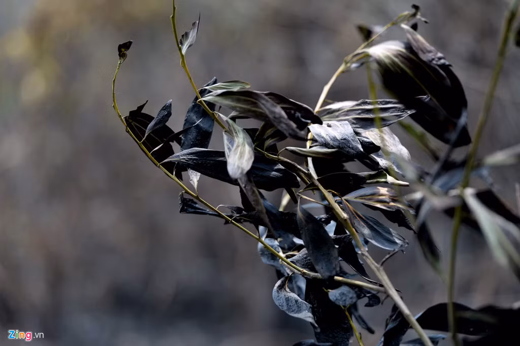 Trong quá trình chữa cháy, hơn 10 cán bộ, chiến sĩ tham gia công tác dập lửa đã bị ngất, phải đi cấp cứu. May mắn sáng nay sức khỏe của họ đã ổn định. Lực lượng Công an huyện Sóc Sơn đang tiếp tục điều tra và lãm rõ nguyên nhân vụ cháy.