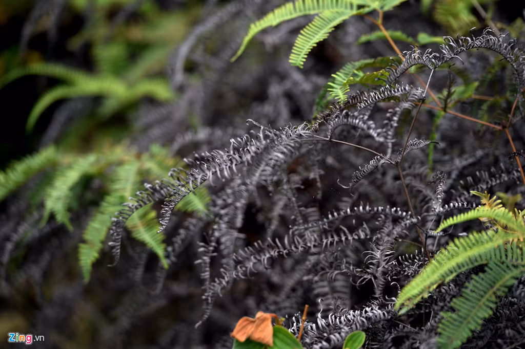 Những lùm cây dương xỉ phía rìa núi bị xém đen vẫn còn nguyên cành lá, xen lẫn đám lá còn xanh.