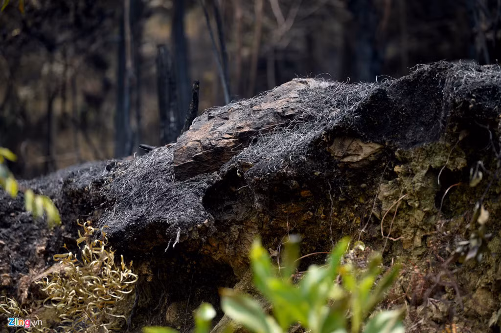 UBND huyện Sóc Sơn huy động khoảng 2.000 người (lực lượng công an, quân đội, kiểm lâm, phòng cháy chữa cháy) để dập lửa liên tục.