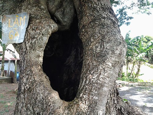 Giữa thân cây có một cái bọng rỗng có thể “nhốt” được 5 đứa trẻ.