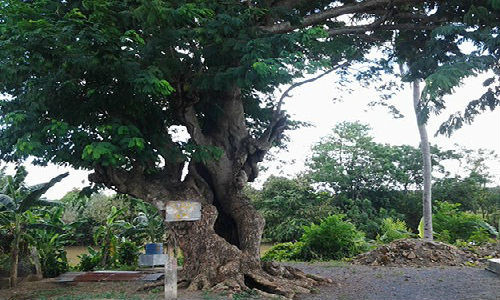 "Cụ” cây kỳ lạ có tên sống rắn bởi nếu nhìn từ xa các nhánh cây như những con rắn khổng lồ đang cuộn chặt, xoắn xít vào nhau. Người làng Tân Triều thay nhau gìn giữ và bảo vệ “cụ” cẩn thận nhằm để lại cho con cháu muôn đời.