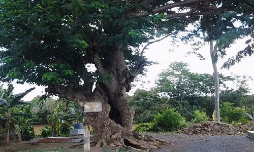 "Cụ” cây kỳ lạ có tên sống rắn bởi nếu nhìn từ xa các nhánh cây như những con rắn khổng lồ đang cuộn chặt, xoắn xít vào nhau. Người làng Tân Triều thay nhau gìn giữ và bảo vệ “cụ” cẩn thận nhằm để lại cho con cháu muôn đời.