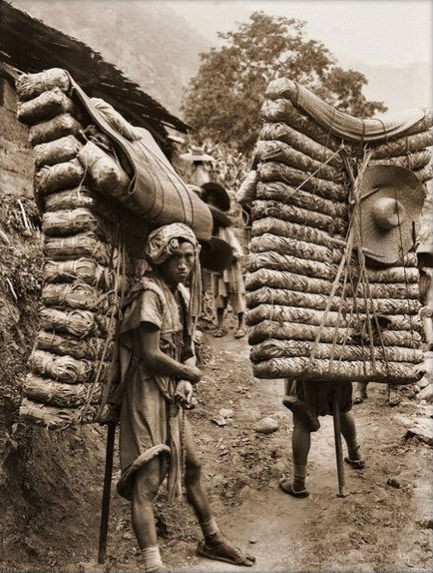 Những lao công đang cõng chè thay ngựa ở Tứ Xuyên năm 1908.