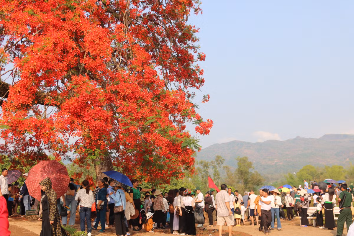 Nhiều người cho rằng, sắc đỏ rực rỡ của hoa phượng trên đồi A1 có thể có yếu tố tâm linh, đúng với biểu tượng Điện Biên Phủ: bùn - máu và hoa.