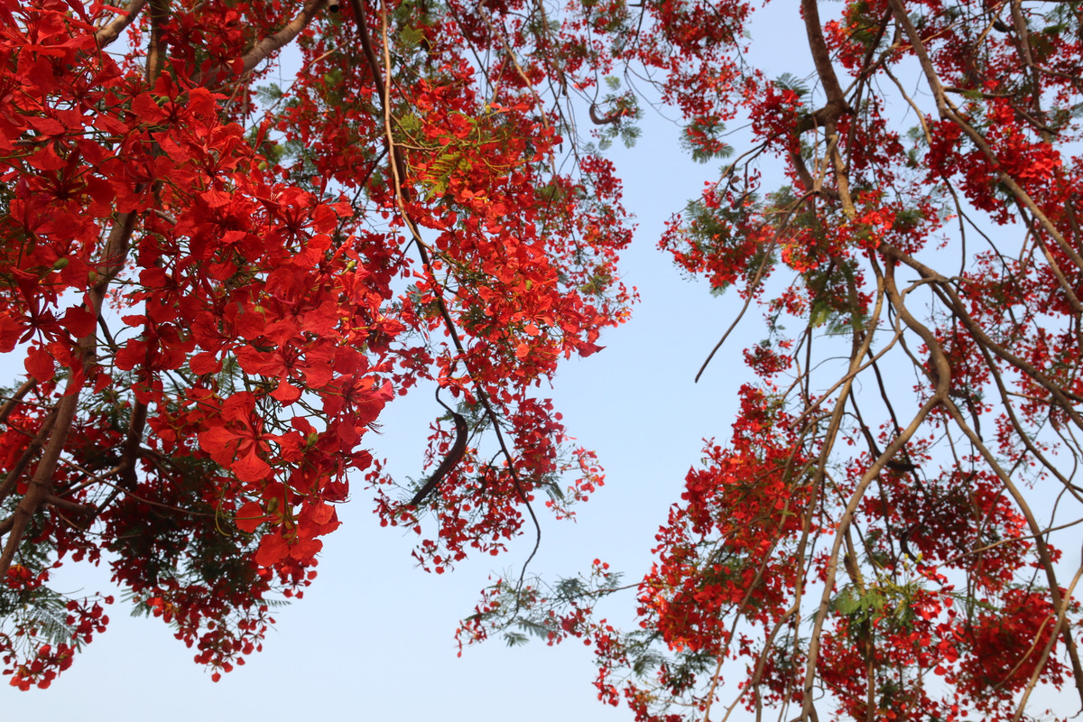Trong những ngày tháng 5 lịch sử và dịp kỷ niệm 70 năm chiến thắng Điện Biên Phủ, những cây hoa phượng trên đồi A1 nở rực rỡ.