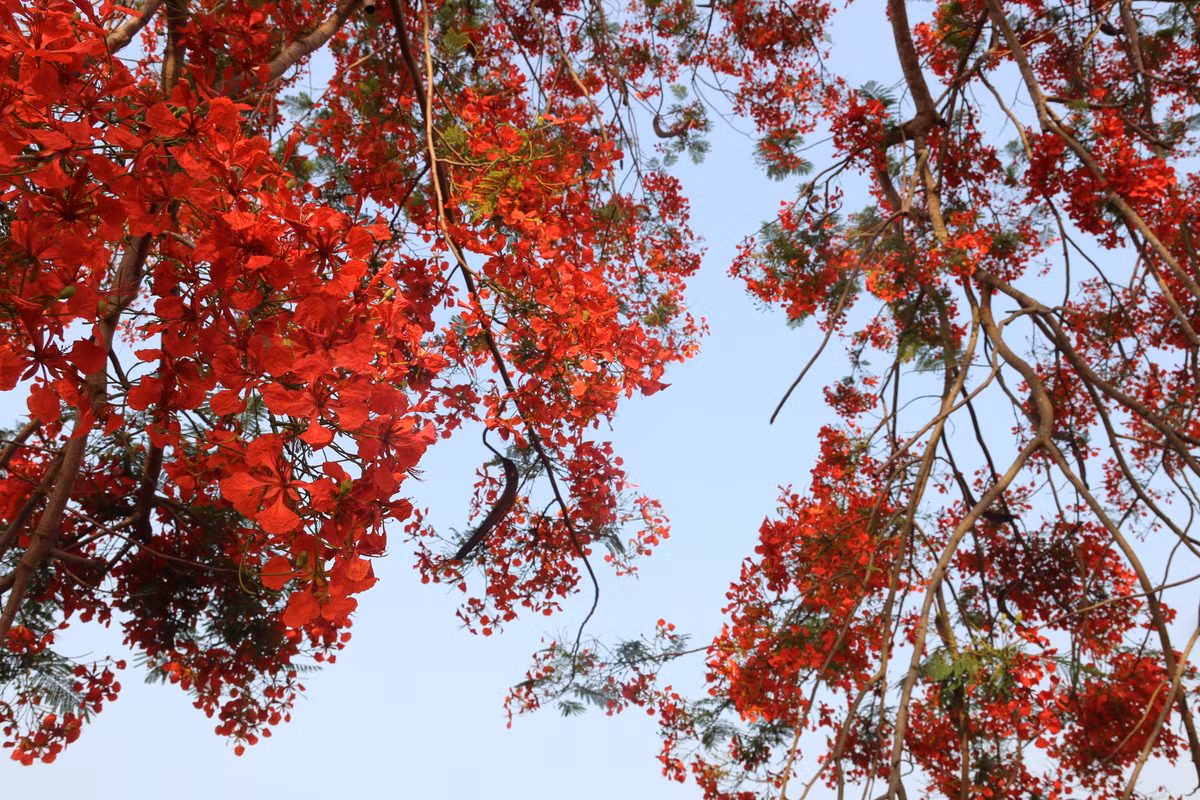 Trong những ngày tháng 5 lịch sử và dịp kỷ niệm 70 năm chiến thắng Điện Biên Phủ, những cây hoa phượng trên đồi A1 nở rực rỡ.