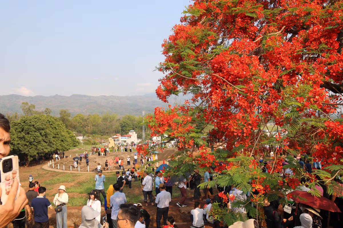 Một số người dân ở Điện Biên cho hay, mọi năm hoa phượng trên đồi A1 cũng vẫn nở rực rỡ. Nhưng năm nay, sắc hoa đỏ hơn mọi năm, qua những cơn mưa lớn cũng vẫn đỏ tươi, không hề tàn, rụng.