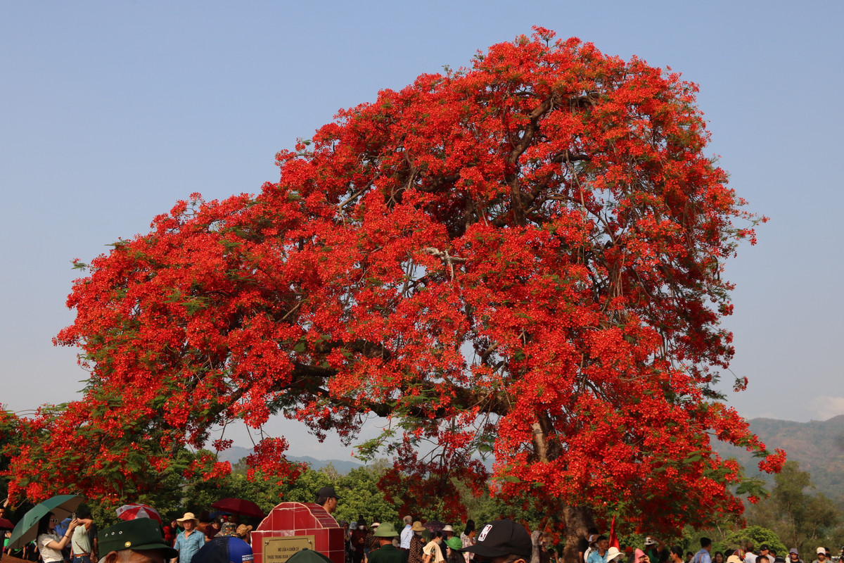 Sắc hoa đỏ đến không thể đỏ hơn được nữa.