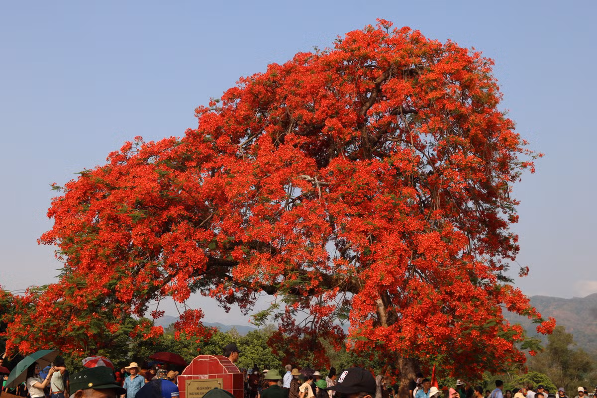 Sắc hoa đỏ đến không thể đỏ hơn được nữa.