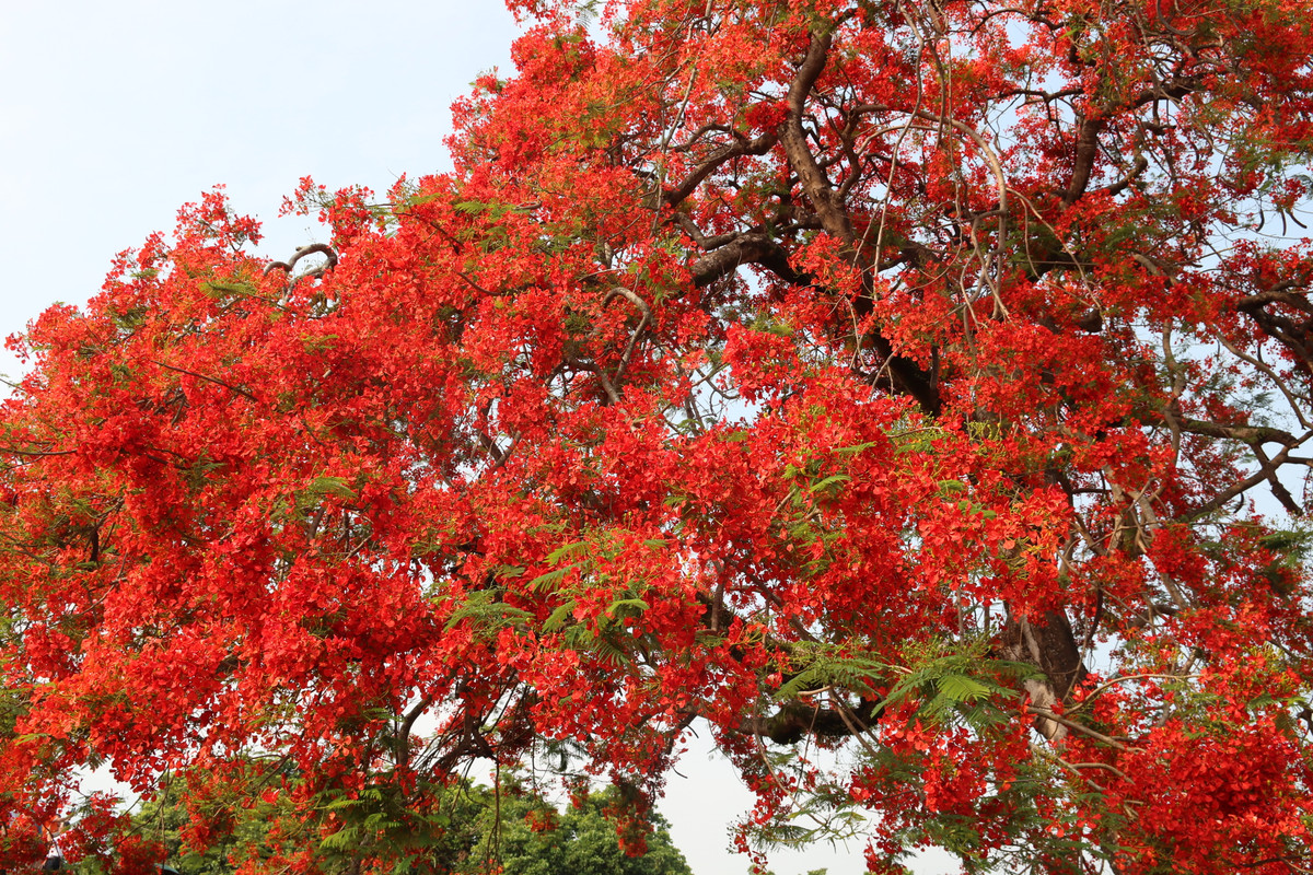 Điều đặc biệt, những bông hoa phượng trên đồi A1 nở ken dày, đỏ đậm, cả cây phượng trông như vầng lửa khổng lồ. Nhiều du khách đã lặng người trước màu đỏ chói ngời, khác lạ so với các cây phượng ở nơi khác. Màu đỏ gợi liên tưởng tới màu máu của các chiến sĩ đã hy sinh trong chiến dịch Điện Biên Phủ.