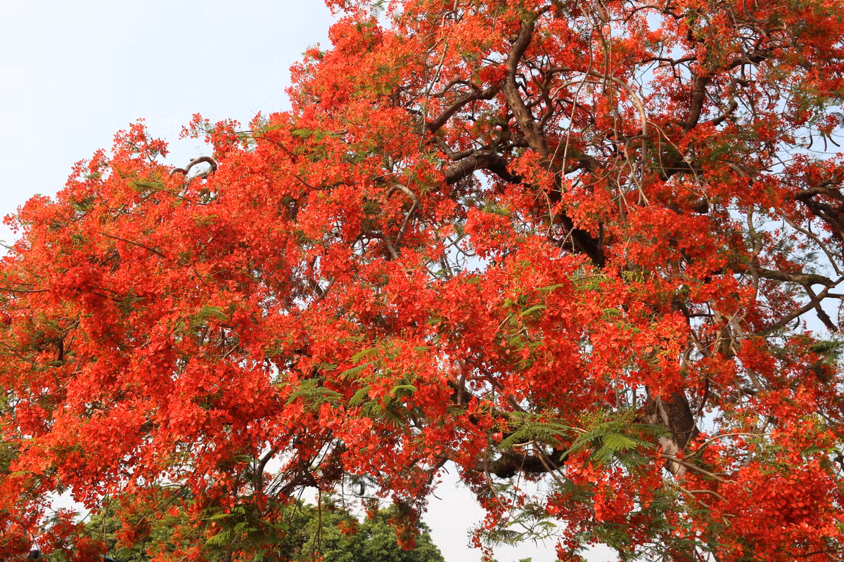 Điều đặc biệt, những bông hoa phượng trên đồi A1 nở ken dày, đỏ đậm, cả cây phượng trông như vầng lửa khổng lồ. Nhiều du khách đã lặng người trước màu đỏ chói ngời, khác lạ so với các cây phượng ở nơi khác. Màu đỏ gợi liên tưởng tới màu máu của các chiến sĩ đã hy sinh trong chiến dịch Điện Biên Phủ.