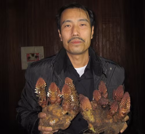 Su that loai nam giup quy ong sung man, quy ba hoi xuan-Hinh-2