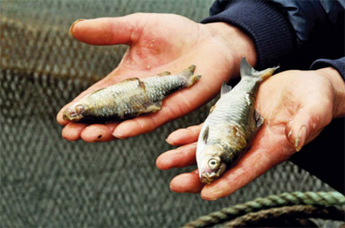 Doc chieu xu ly ca chet hang loat trong lich su moi truong-Hinh-3