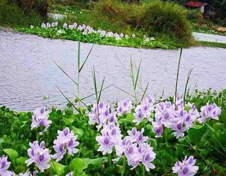 Doc chieu xu ly ca chet hang loat trong lich su moi truong-Hinh-2