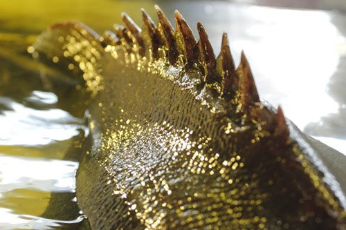 Ly lich nhung loai ca “khung” tung “boi” ve Sai Gon-Hinh-4