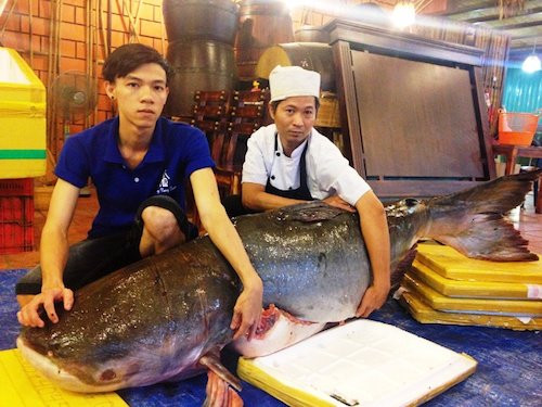 Ly lich nhung loai ca “khung” tung “boi” ve Sai Gon-Hinh-2