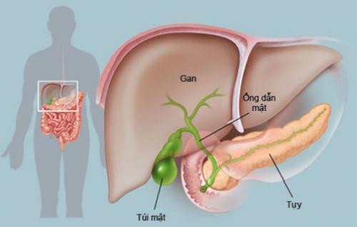 1. Cải thiện bộ máy tiêu hóa. Một số thành phần trong chanh kích thích gan sản xuất ra nhiều mật, giúp tăng cường quá trình tiêu hóa, giảm việc hình thành đờm dãi trong hệ hô hấp. Ngoài ra, chanh giúp hệ thống tiêu hóa thải các độc tố ra khỏi cơ thể. Một ly nước chanh ấm vào buổi sáng hàng ngày sẽ giúp giảm các triệu chứng khó tiêu, chẳng hạn như chứng ợ nóng, ợ hơi và trướng bụng.
