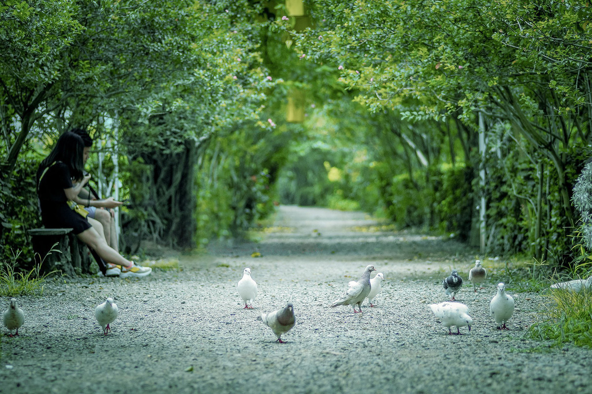 Tại đây đang lưu giữ, phát triển nhiều bộ sưu tập thực vật chuyên biệt làm cảnh, phủ xanh, cải tạo môi trường đô thị...