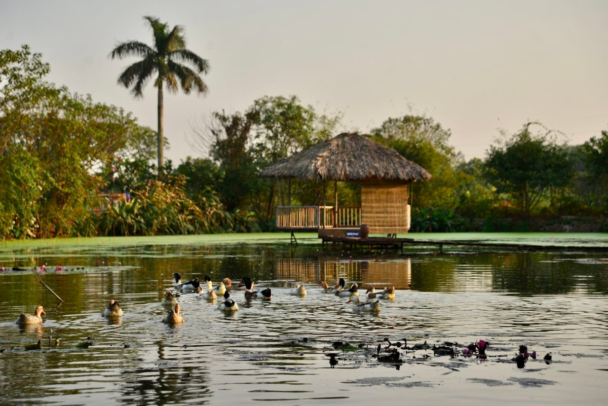 Không còn cảnh vội vã hay khói bụi của đô thị, không gian nơi đây như chốn làng quê thanh bình.