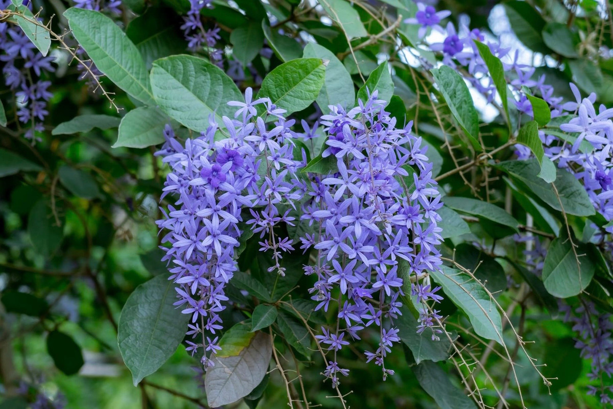 Nổi bật là 270 giống hoa hồng, 40 loài cây leo rũ, cây cảnh, thực vật nhiệt đới, 1.500 giống hoa,… độc đáo và đa dạng trên khắp mọi miền tổ quốc. Các loài cây phong phú của bốn mùa đều hội tụ tại nơi đây chính vì thế mà đến với Công viên thực vật cảnh mùa nào, cũng đều không thiếu những hương sắc cho bạn chiêm ngưỡng.