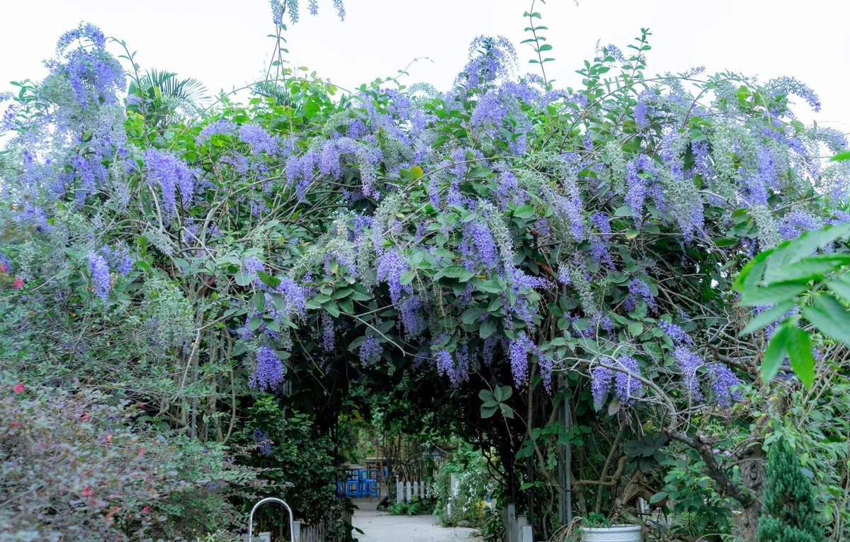 Với diện tích rộng lớn, Công viên Thực vật cảnh Việt Nam được phủ xanh bởi hơn 2.000 loài hoa và các gốc thực vật khác nhau.