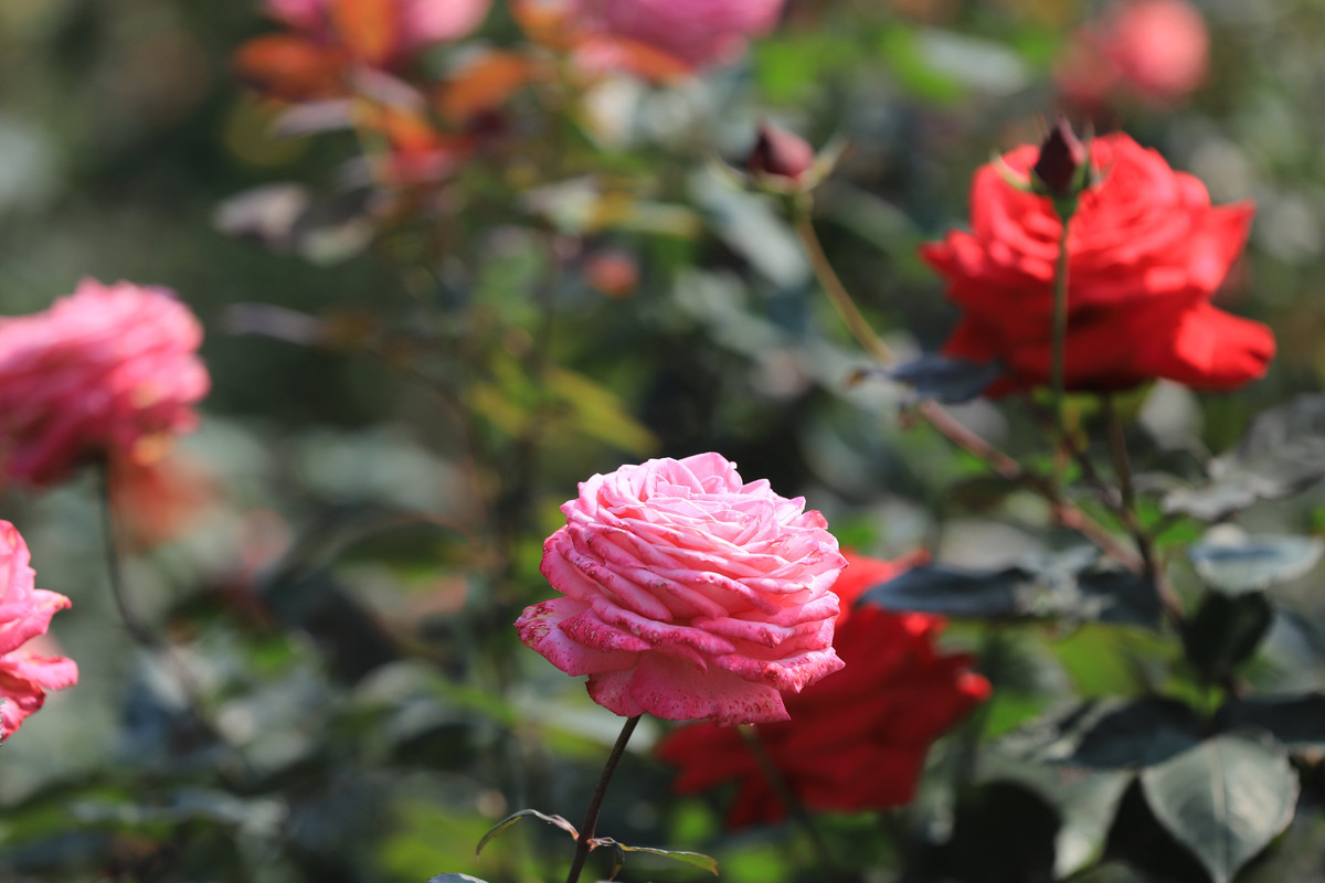 Nhiều người đã đến chiêm ngưỡng và cho rằng vườn hồng này đẹp không thua kém các khu vườn ở châu Âu.