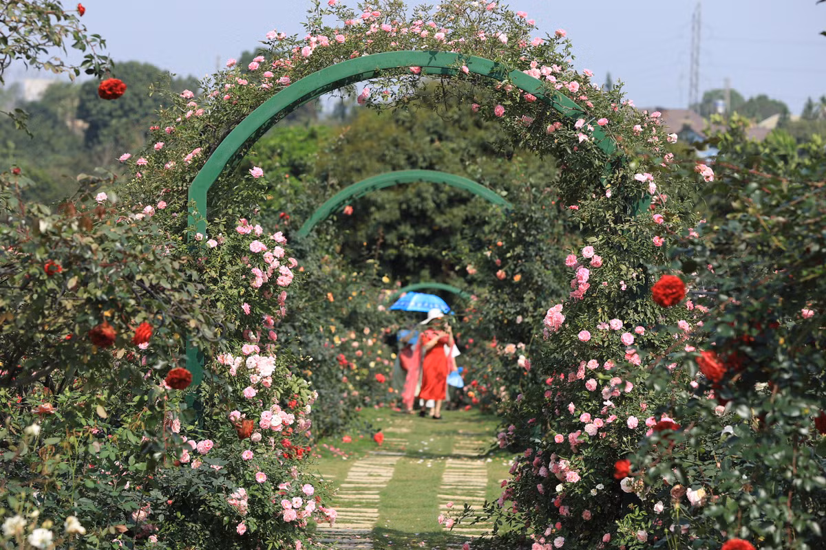  Vườn hồng rộng 6.000m2 tại Quốc Oai (Hà Nội) hiện đang thuộc sở hữu của chị Ngô Thu Thủy, 33 tuổi. Chị gắn bó với nghề nhân giống đã gần 10 năm, đã ghép nhiều giống hoa ngoại đem bán ra thị trường. Trước đây chị Thủy làm dự án tạo dựng vườn hồng cho một số đơn vị nên đã nảy ra ý tưởng làm một khu vườn của riêng mình.