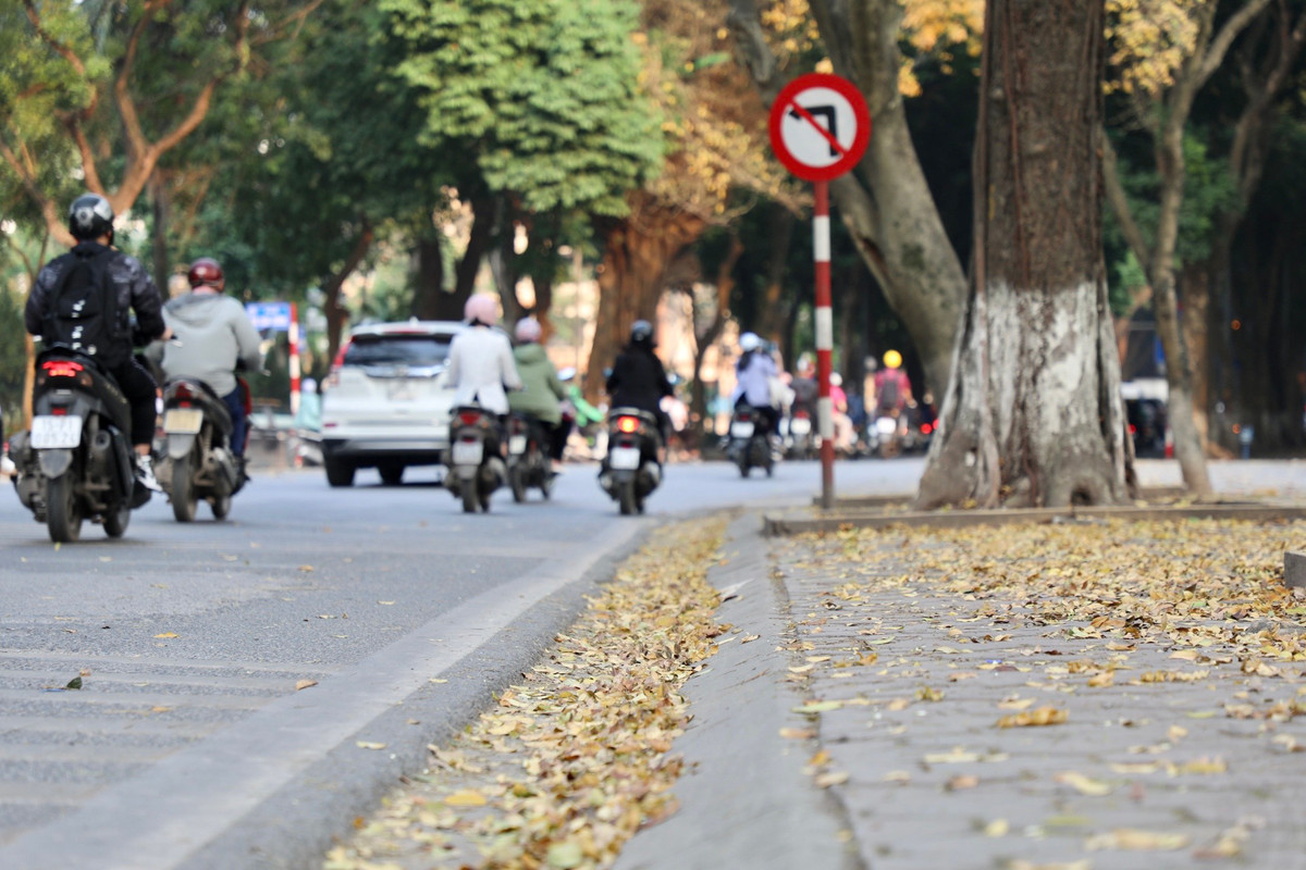 Trên vỉa hè dọc tuyến phố, thảm lá vàng phủ kín khiến khung cảnh nơi đây càng trở nên thơ mộng, lãng mạn.