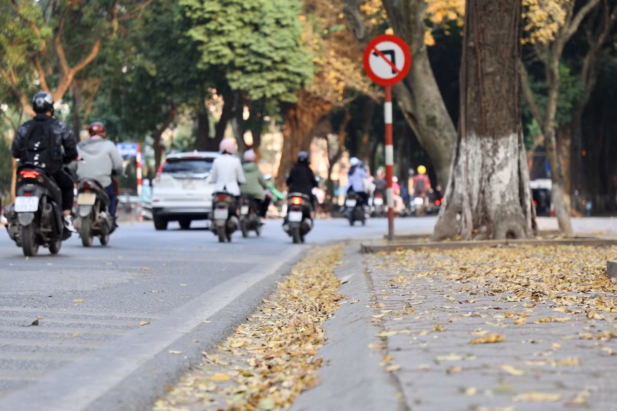 Trên vỉa hè dọc tuyến phố, thảm lá vàng phủ kín khiến khung cảnh nơi đây càng trở nên thơ mộng, lãng mạn.