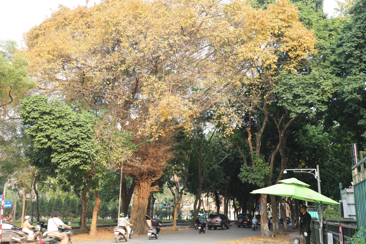 Những ngày này, hàng hoa sưa trên con phố đường Hoàng Hoa Thám (Hà Nội) đã bắt đầu ngả vàng, thu hút rất đông người dân và du khách tới chụp ảnh.