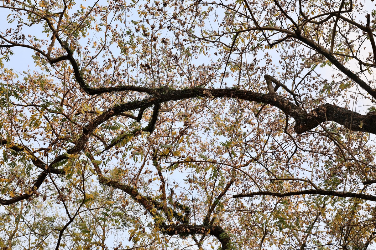 Những tán lá dần đổi màu từ xanh sang vàng ươm.